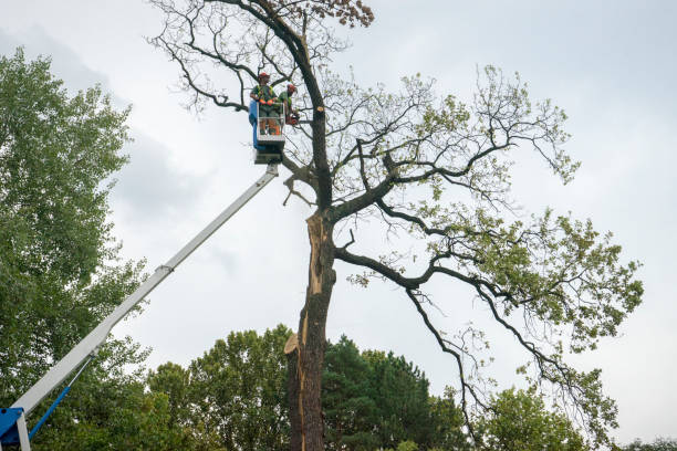 Emergency Storm Tree Removal in Everett, MA